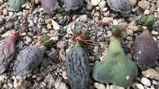 Succulent Leaf Propagation Adromischus cooperi Var 海豹天章葉孵繁殖 [upl. by Debbi]