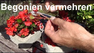 Begonien vermehren durch Stecklinge Ableger Begonien Begonia vermehren Steckling [upl. by James774]