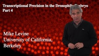 Mike Levine UC Berkeley Part 4 Transcriptional Precision Repressors [upl. by Yenolem598]