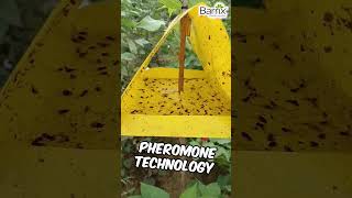 Barrix Trapper Pheromone Trap to Control Pink bollworm Pest farmer agriculture farm farmlife [upl. by Suruat]