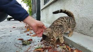 Incredibly Cute Tabby Cat Meowing And Purring [upl. by Cichocki277]