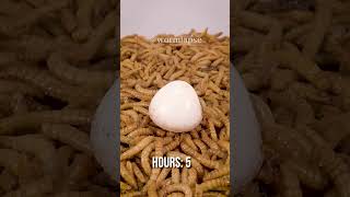 10 000 Mealworms vs BOILED QUAIL EGG [upl. by Poock]