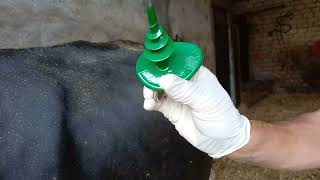 Relief of Gas Tympany Bloat in cow Application of Buff Trochar BovineDoctor [upl. by Zel691]