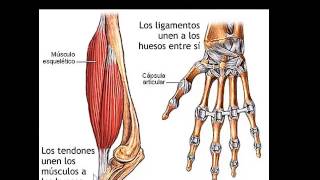 EL SISTEMA MUSCULAR [upl. by Sedecram251]