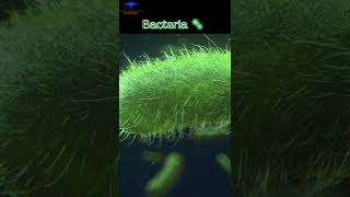 Bacteria 🦠 3D Medical animation 🩺  bacteria shortvideo [upl. by Eciened]