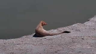 Common slender mongoose Herpestes sanguineus at Nkorho Bush Lodge  africam  exploreorg [upl. by Whitten326]