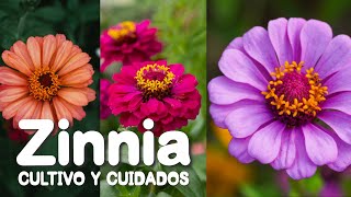 Zinnia Cuidados y cultivo zinnias eljardindechelita [upl. by Anelam]