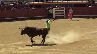 TORDESILLAS VALLADOLID SUELTA DE UN TORO 15 9 2024 [upl. by Kenaz252]