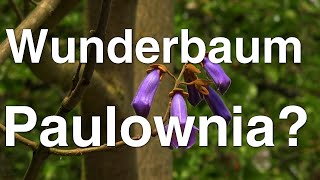 Der neue Wunderbaum Paulownia tomentosa  der Blauglockenbaum  Mielkendorf [upl. by Corene]