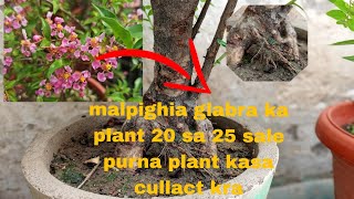 malpighia glabra ka plant 20 sa 25 sale purna plant kasa cullact kra [upl. by Aerda]