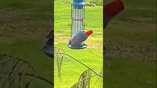 Red Bellied Woodpecker woodpeckerbird birdspotting birds2njoy backyardbirding nature [upl. by Elocen]