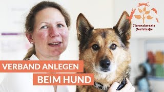 Episode 1 Verband anlegen beim Hund [upl. by Adeehsar250]