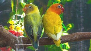 Lovely Lovebirds Sounds  The Yellow Spangle Fischers amp Parblue Euwing Green Turquoise Opaline [upl. by Bette-Ann]