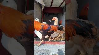 quotMorning LiberationDucks HensRoosterChicks Enjoying Freedom MorningRoutine FarmLife pets [upl. by Ong]