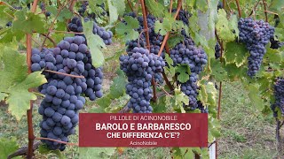 Che Differenza cè tra Barolo e Barbaresco [upl. by Oglesby]