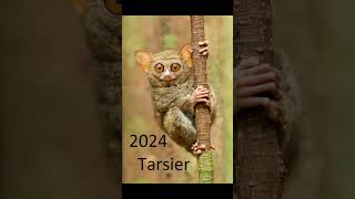 2024 tarsier and 5000bce tarsier animals trending [upl. by Enortna738]