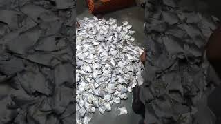 Pomfret fish market par kg 500 পমফ্রেট মাছের বাজার কেজি 500 [upl. by Neehsas580]