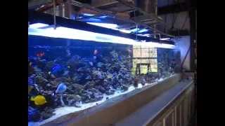 1200 gallon reef aquarium with 3 Solatubes [upl. by Aridatha]