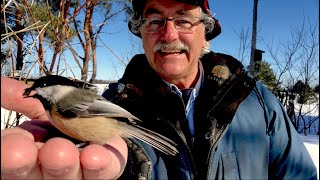 BIRD WHISPERER shows How To GET BIRDS to EAT OUT OF YOUR HAND [upl. by Servetnick]