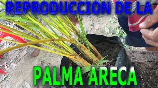 Como reproducir la palmera ArecaCuidados de la palmera Areca  Info Garden [upl. by Irrot659]