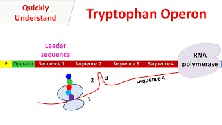 Tryptophan operon [upl. by Derina]