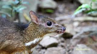 Lesser mousedeer or kanchil Tragulus kanchil  Kaeng Krachan Thailand nature birds [upl. by Analah]