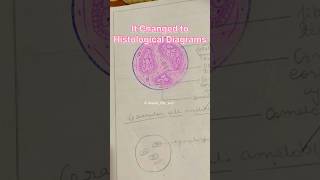 Histological diagrams🥹🥲 pathology hcdsh dental bdscollegeneetpreparation viral collegelife [upl. by Moorefield123]