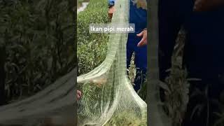 Tak sangka ket sini banyak ikan pipi merah gengdunia fishing fishingtutorial [upl. by Chrysa]