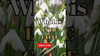 What is the Lytic cycle shorts facts biology [upl. by Yaya]