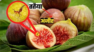 ततैया कैसे अंजीर को Pollinate करती है  How Wasps Pollinate Figs  shorts [upl. by Autry]