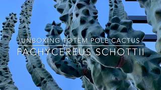 Pachycereus Schottii Totem Pole Cactus Unboxing [upl. by Sacks]