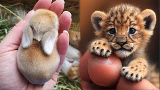 AWW Animals SOO Cute Cute baby animals Videos Compilation cute moment of the animals 15 [upl. by Annauqahs]