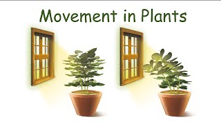 Movement In Plants  Autonomic Movements  Paratonic Movements [upl. by Barbara-Anne]