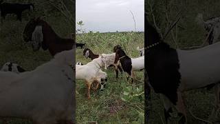 There is a group of 300 goats including two powerful goats in the forest to eat goat leaves [upl. by Bass]