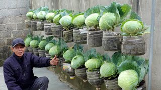 Dream Cabbage Garden Growing Using Just Plastic Bottles Super Easy And Economical [upl. by Brenton]