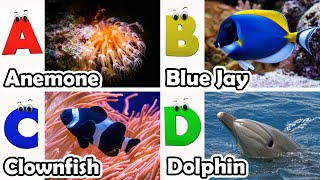 ABC phonics animals  ABC Sea Animals song  English and Animals for Kids  Alphabets Kids Song [upl. by Maharg]