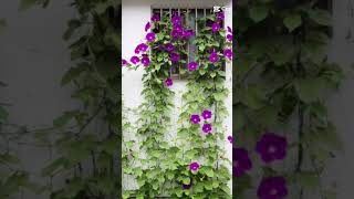 mostbeautifulThunbergiavarietiesfullsunfloweringplantplantlover youtubeshorts ytshorts ytviral [upl. by Shane]