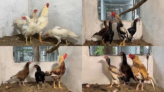 Aseel Breeder Pairs  Muslim Breeding Farm Aseel Murghy  M Birds [upl. by Nele259]