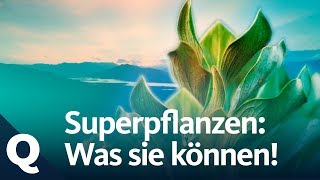 Superpflanzen Die neue Waffe für den Umweltschutz  Quarks [upl. by Otrebla]