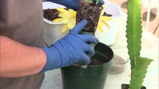 Potting Epiphyllum plants [upl. by Negriv]