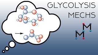 The Mechanisms of Glycolysis Part 1 [upl. by Wadleigh]