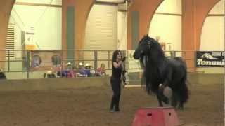 FRIESIAN STALLION UNBELIEVABLE Frederik the Great [upl. by Ecnarretal]