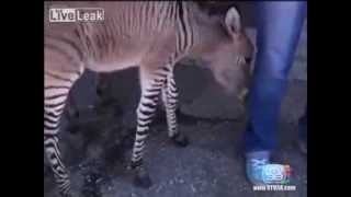 Zebra Mating Donkey Result Zonkey [upl. by Egrog]