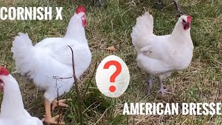 Switching out Breeding roosters from an American Bresse to a Cornish Cross [upl. by Armando722]