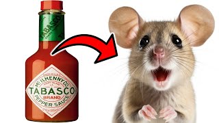 KEEP RATS amp MICE AWAY WITH THIS POPULAR CONDIMENT [upl. by Lejna]