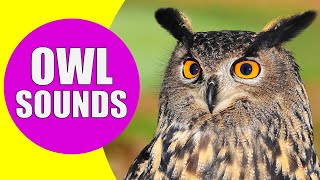 OWL Sounds  Different Types of Owls and Their Sounds [upl. by Haslam414]