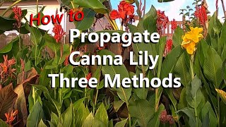 How to Propagate Canna Lily 3 Ways by Separating Offshoots Rhizome Division and Germinating Seeds [upl. by Robi]