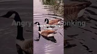 angry Geese Geese fighting angry Geese honking sounds [upl. by Arral]