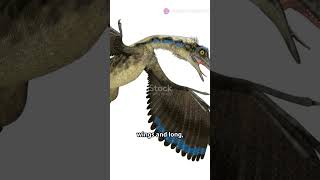 The Discovery Of Archaeopteryx shorts short video videos world history [upl. by Martelli]