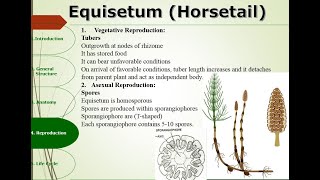 Equisetum  Reproduction  Vegetative Asexual and Sexual  Ecological Importance [upl. by Nanaek]